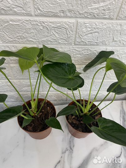 Антуриум ванилла