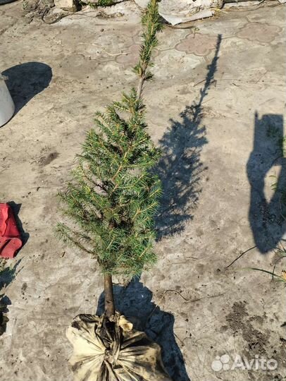 Ель колючая