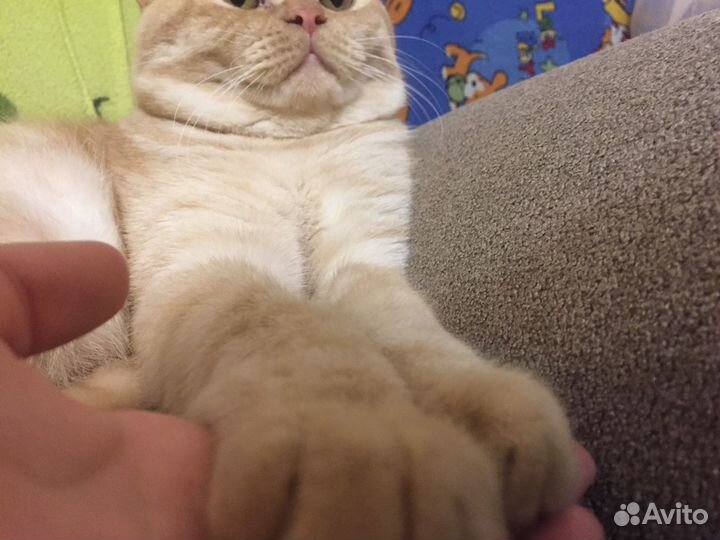 Чистокровный шотландец, вязка