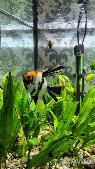 Аквариумные рыбки в хорошие руки