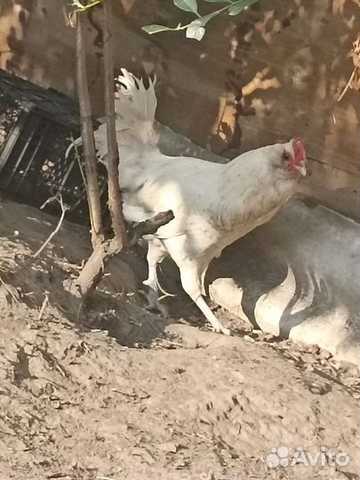 Петух какой-то немецкая порода
