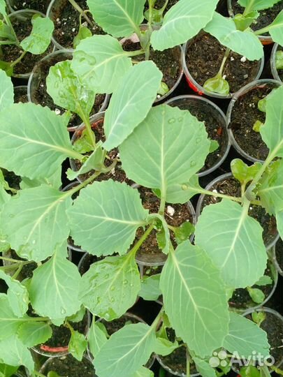 Рассада ранней капусты