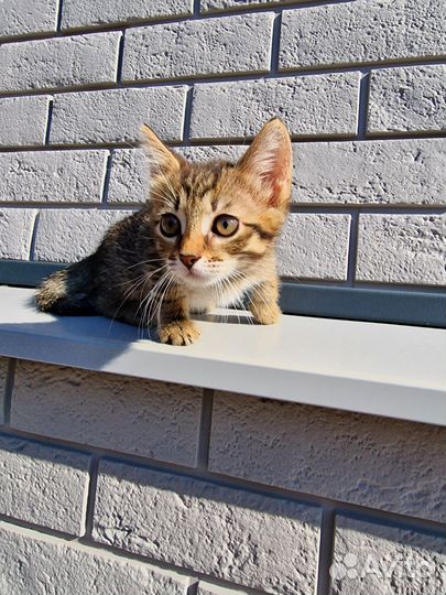 Котёнок бесплатно