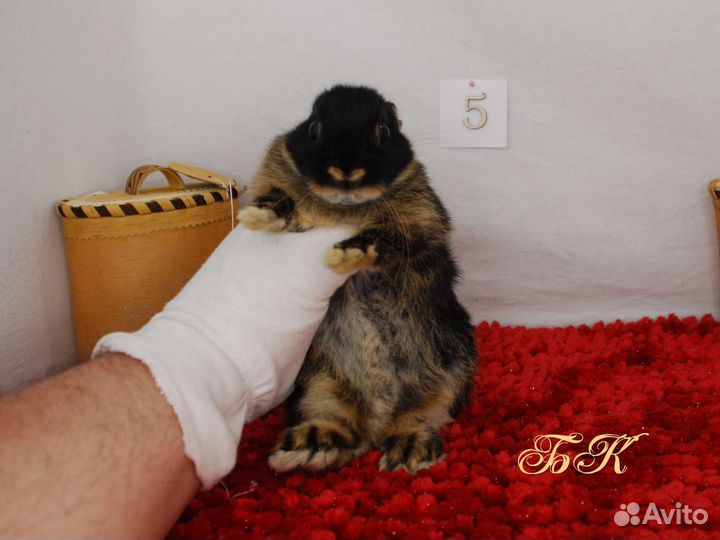 Карликовый кролик. Черноогненный тан