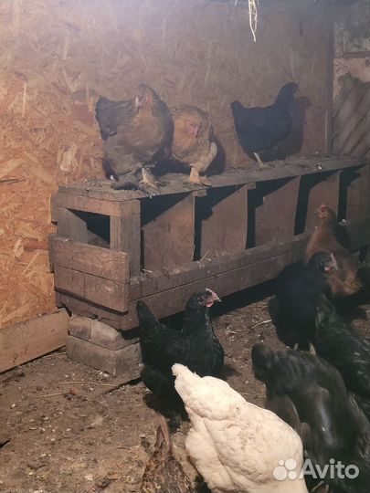 Куры домашние