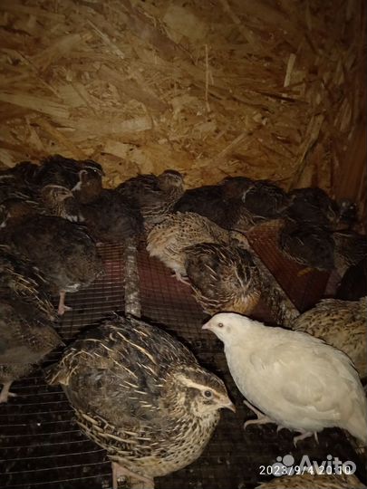 Перепела продажа