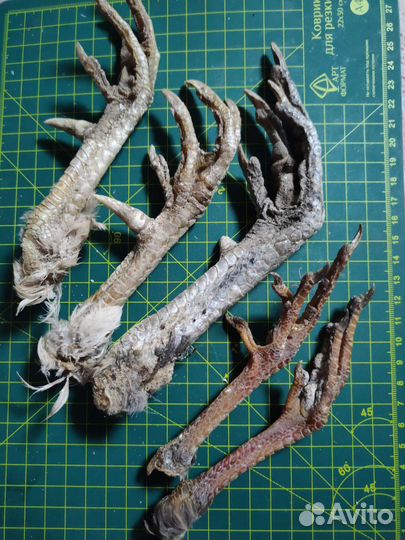 Гребень и лапы петуха