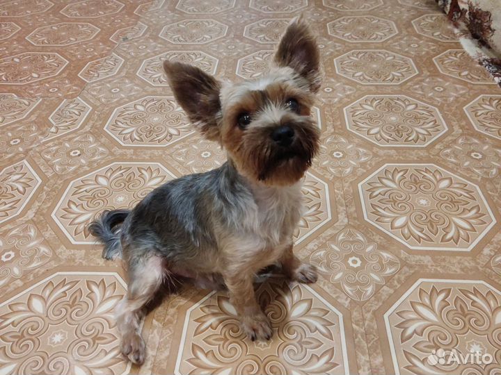 Йоркширский терьер мини девственник вязка