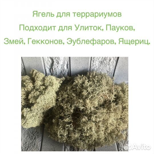 Мох Ягель натуральный для террариумов