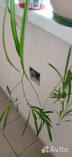 Продам цветы комнатные