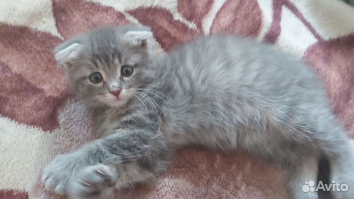 Кошка вислоухая