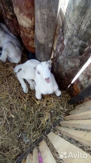 Козы ламанча