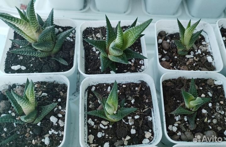 Суккуленты хавортия