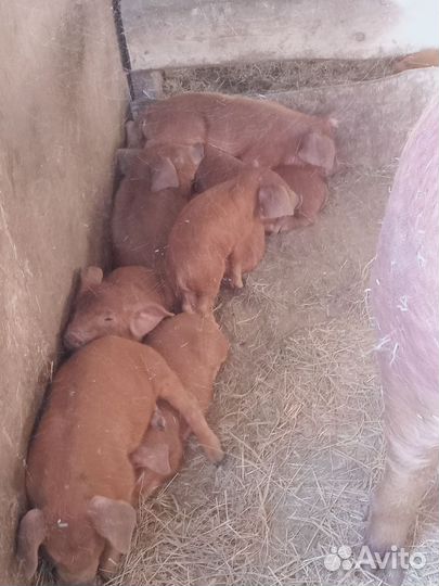 Продаю поросят породы Дюрок