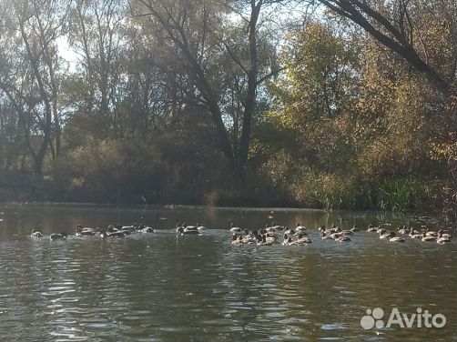 Подсадная утка кряква