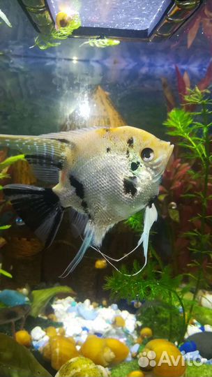 Аквариумные рыбки