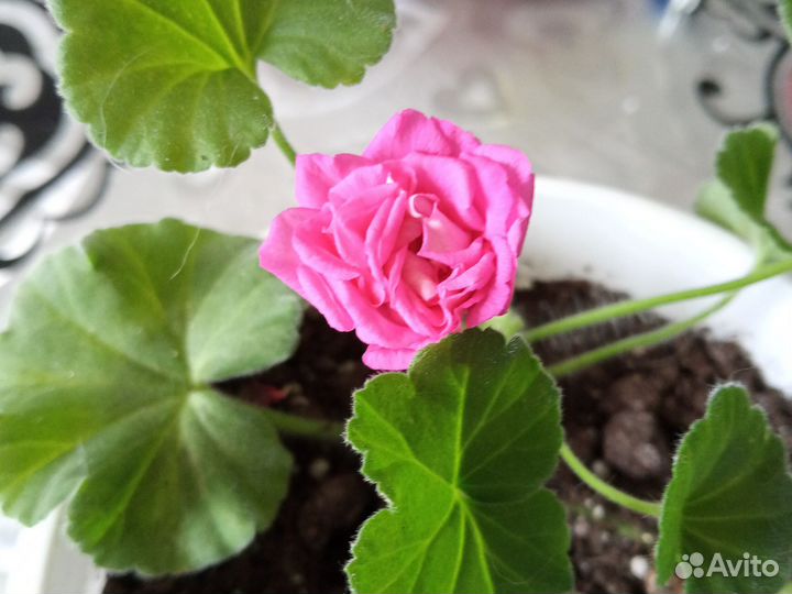 Пеларгония герань