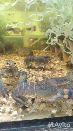 Раки Аккр(австралийцы)