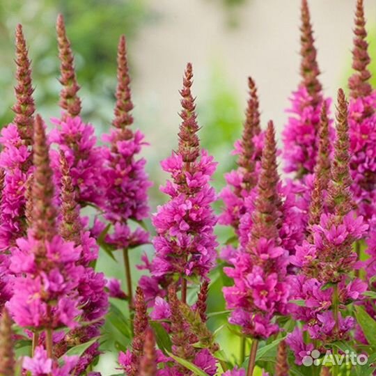 Дербенник иволистный сортовой robert и видовой