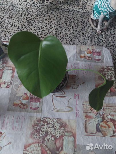 Продам монстеру