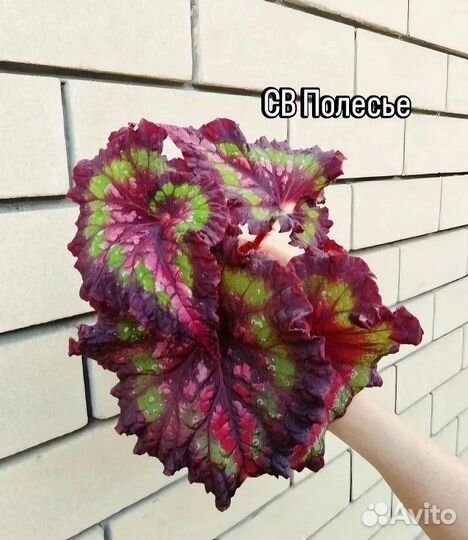 Бегонии сортовые