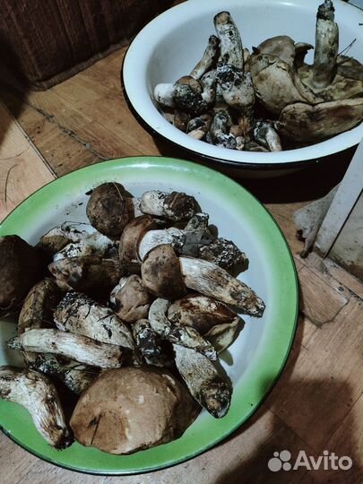 Грибы подосиновики