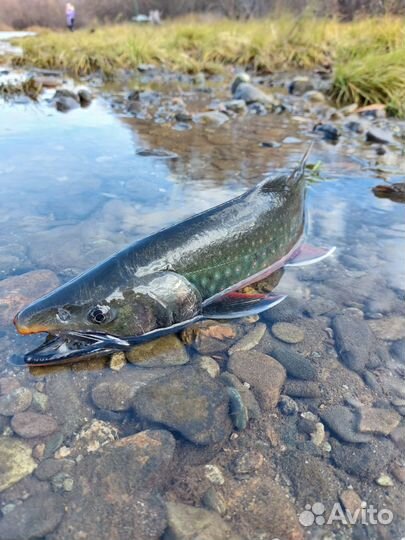 Рыбалка на реках Камчатки