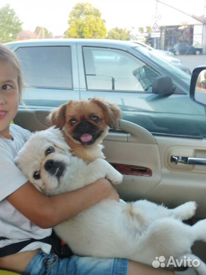 Вязка пекинес