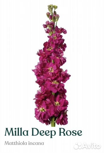 Рассада маттиолы Milla