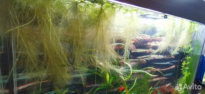 Растения пистия для аквариума