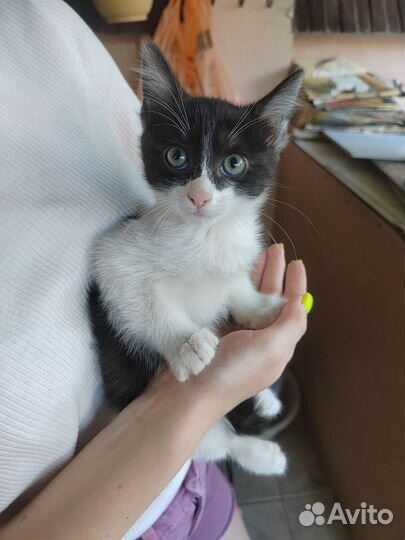 Отдаем котят