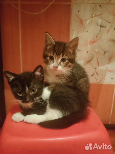 Очаровательные котята