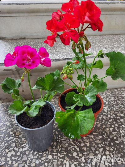 Пеларгонии сортовые