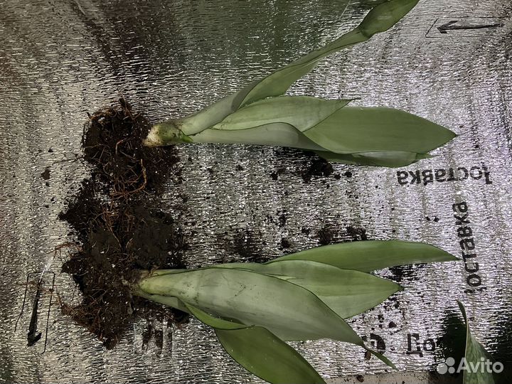 Сансевиерии сортовые