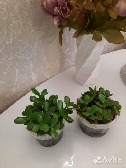 Денежное дерево