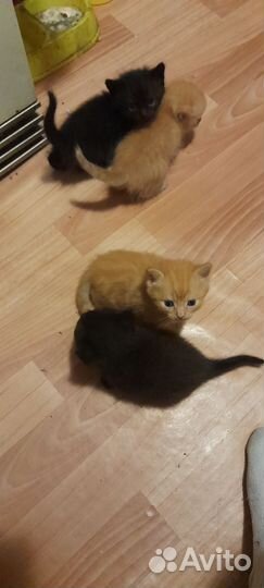Котята