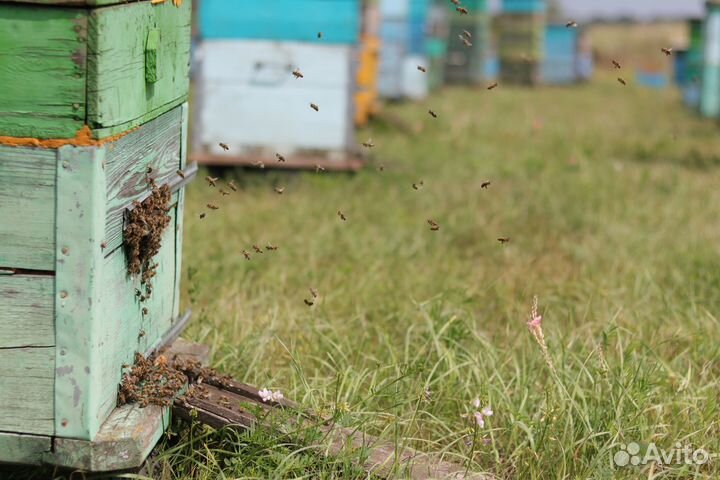 Мёд с Тамбова 2023 года