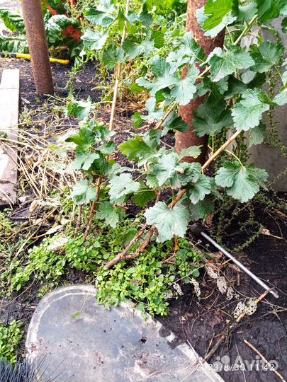 Продажа саженцев с окс