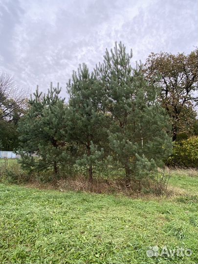 Сосна 3 штуки