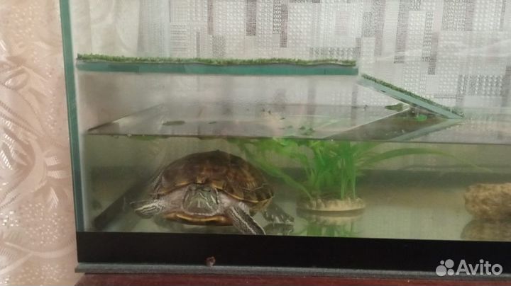 Террариум с черепахой