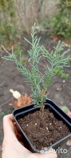 Грей Оул можжевельник