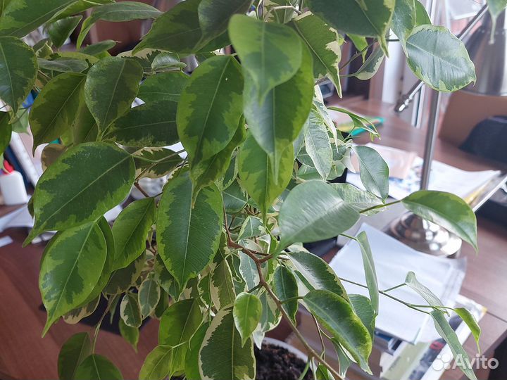 Фикус бенджамина пестролистный кинке