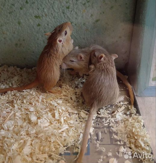 Мышь песчанка