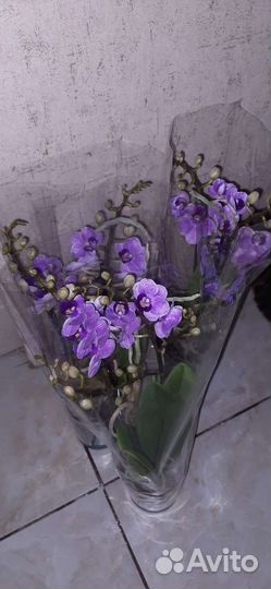Орхидея Виолет Квин