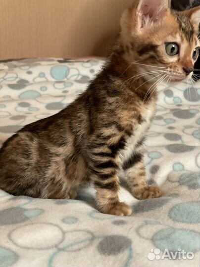 Бенгальская девчонка