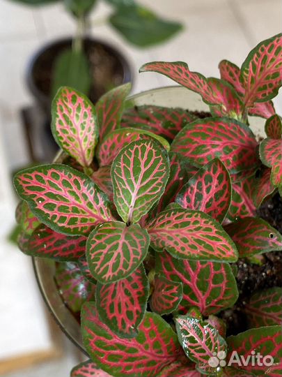 Комнатные растения. Фиттония