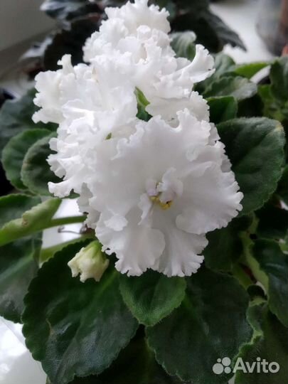 Комнатные цветы фиалки