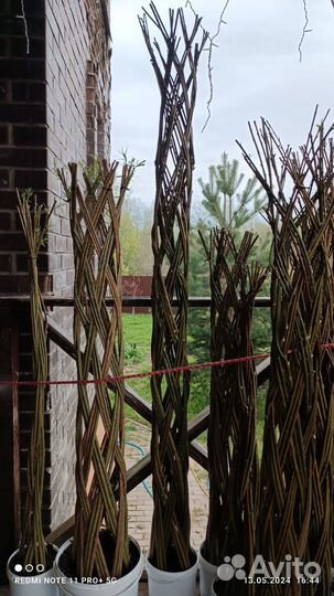 Ива плетеная живая