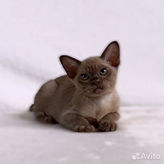 Изящная бурманская кошечка