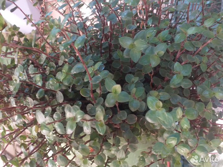 Комнатные цветы